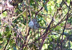 Spizella breweri breweri