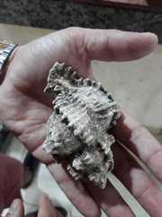 Phyllonotus oculatus