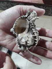 Phyllonotus oculatus