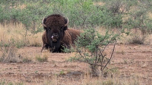 Plains Bison