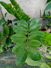 Angiospermae