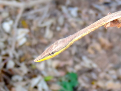 Oxybelis microphthalmus