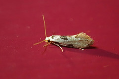 Nemapogon tylodes