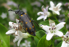 Ceroctis bohemanni