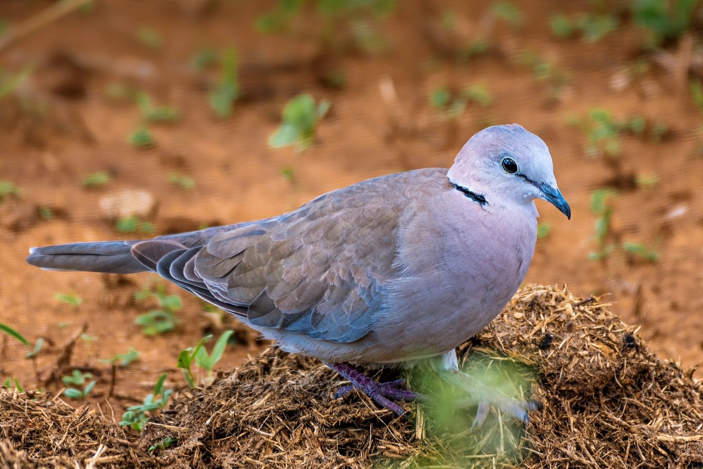 Ring-necked Dove photo