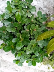 Magnoliopsida