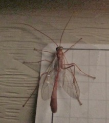 Enicospilus americanus-complex