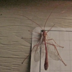 Enicospilus americanus-complex