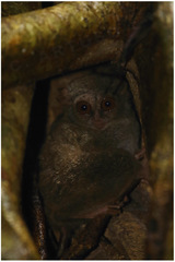 Tarsius spectrumgurskyae