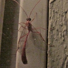 Enicospilus americanus-complex