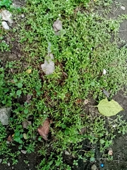 Magnoliopsida