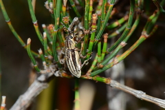 Pelororhinus argentosus