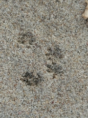 Peromyscus maniculatus exterus