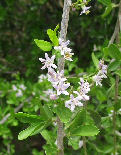 Ehretia rigida subsp. nervifolia image