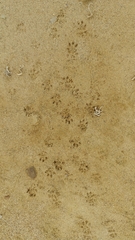 Peromyscus maniculatus exterus