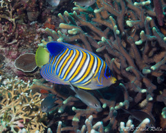 Royal Angelfish photo 2