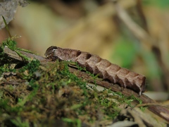 Melanchra persicariae