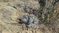 Eriogonum grande timorum