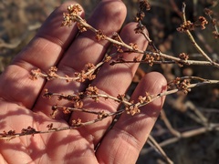Eriogonum gracile gracile