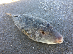 Sphoeroides maculatus