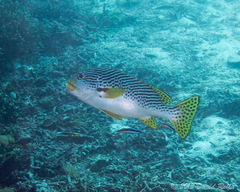 Plectorhinchus lineatus
