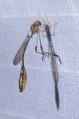 Leptopteromyia americana