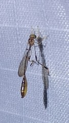 Leptopteromyia americana