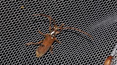 Strongylurus thoracicus