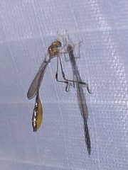 Leptopteromyia americana