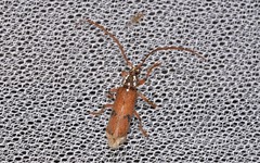 Strongylurus thoracicus