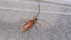 Strongylurus thoracicus