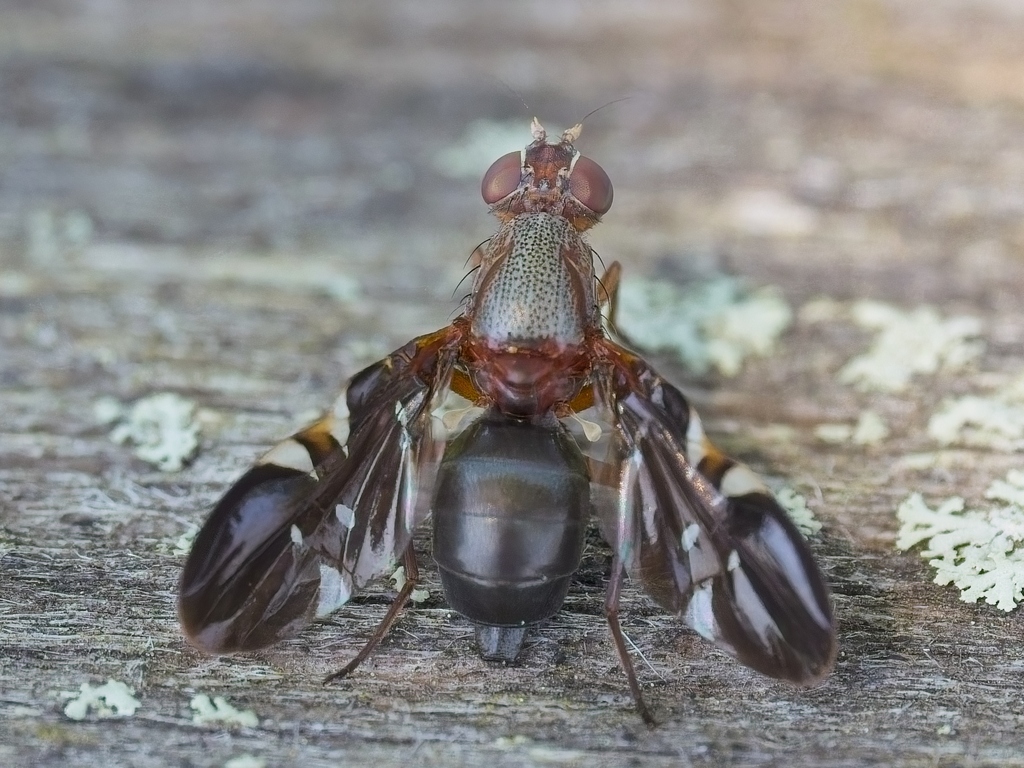 Winged Fly Common Picture-winged Fly from Amagansett, NY, USA on June 12, 2025 at ...