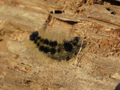 Acronicta major