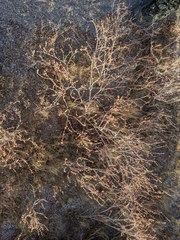 Eriogonum gracile gracile