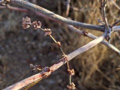 Eriogonum gracile gracile