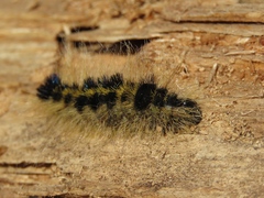 Acronicta major