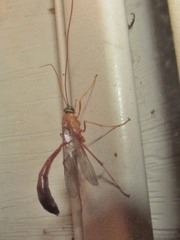 Enicospilus americanus-complex