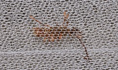 Strongylurus thoracicus