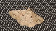 Aeolochroma quadrilinea