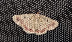 Aeolochroma quadrilinea