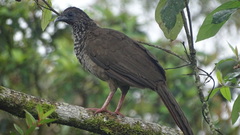 Cracidae