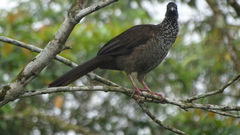 Cracidae