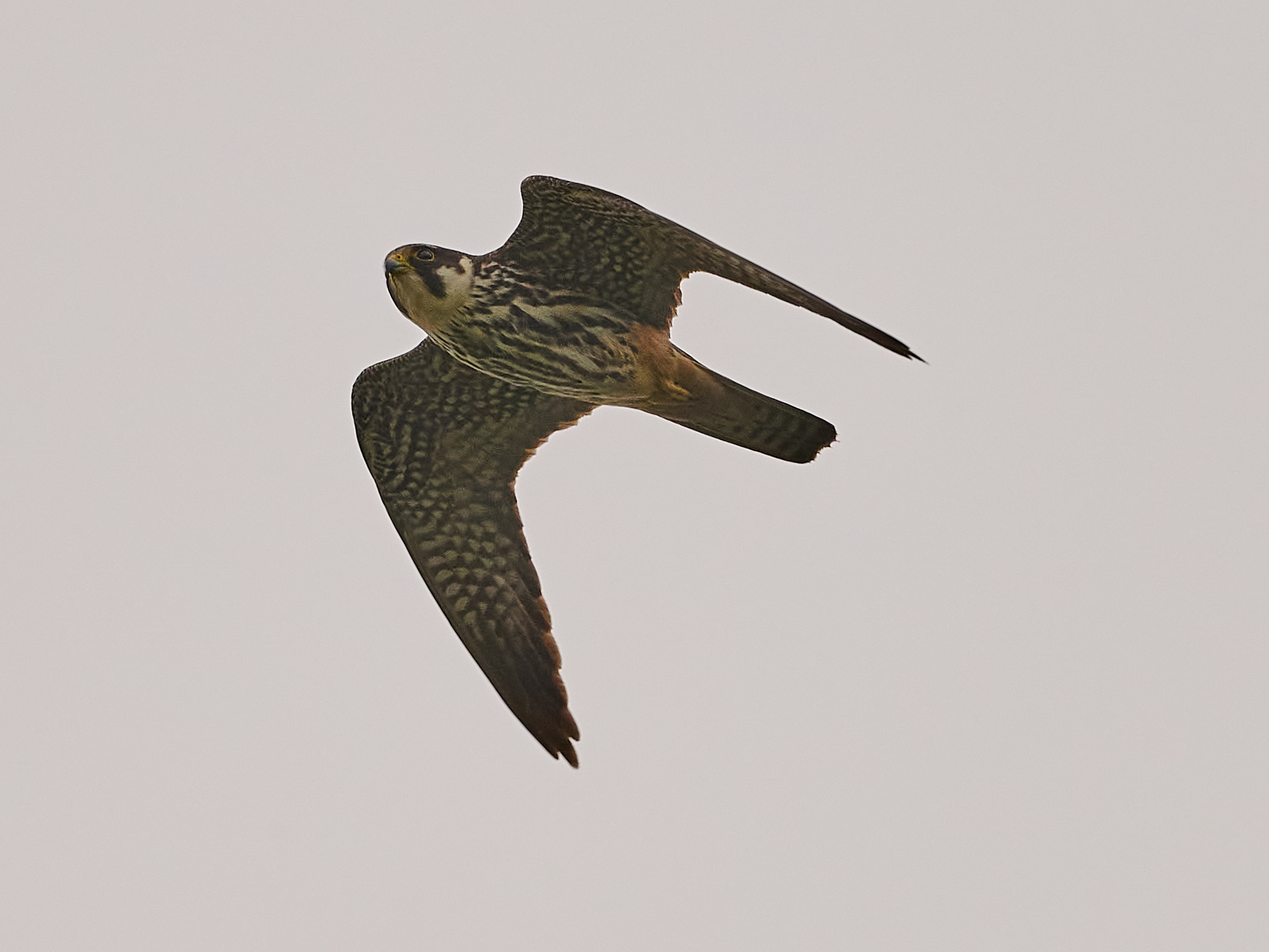 Eurasian Hobby