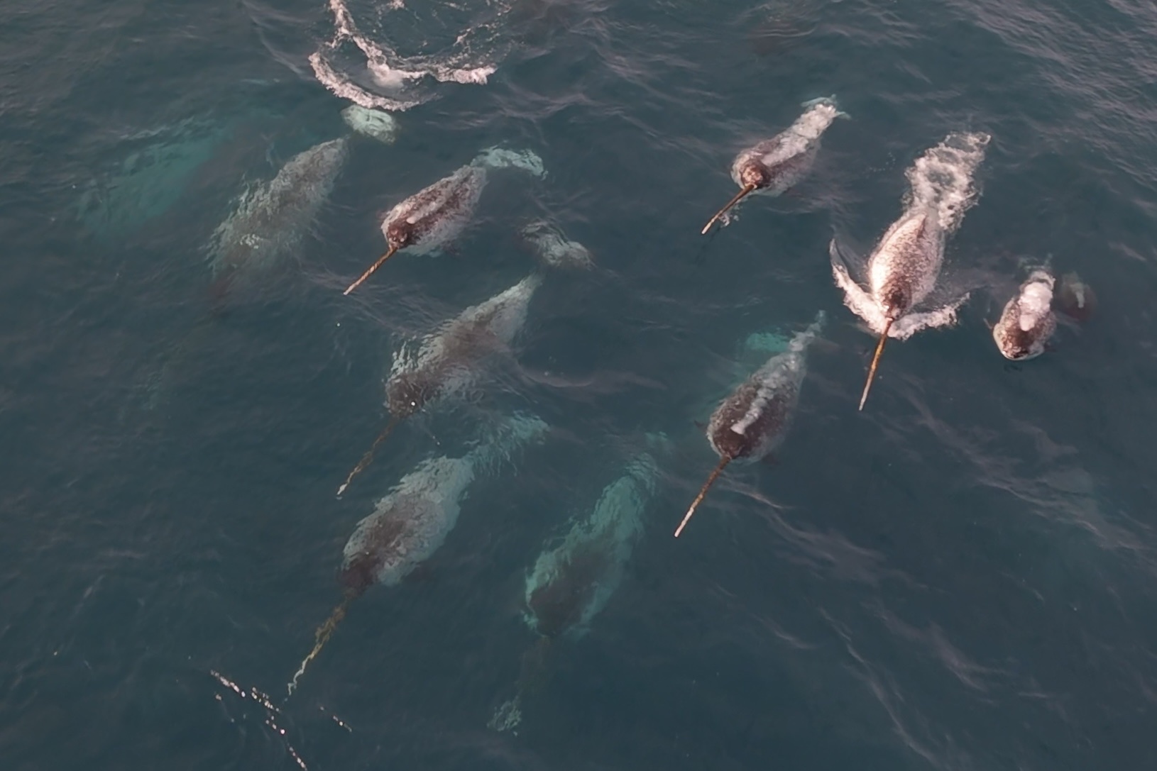 Monodon monoceros