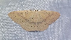 Cosymbiini