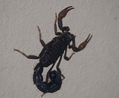 Parabuthus transvaalicus