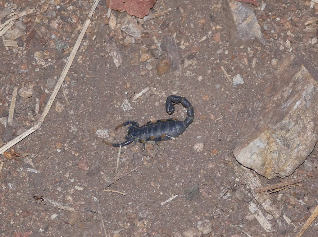 Tree Scorpions from South Africa on October 20, 2019 at 0731 PM by