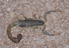 Uroplectes olivaceus
