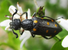 Ceroctis bohemanni