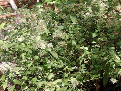 Salpianthus macrodontus